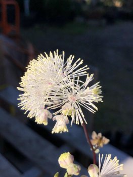 thalictrum-aquilegifolium.jpg
