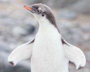 penguin-notext-2824.jpg
