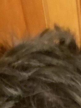 IMG_4954.jpeg
