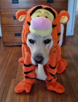luca_Tigger.jpg