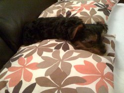 coco nap.jpg