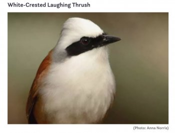 WhiteCrestedLaughingThrush.jpg