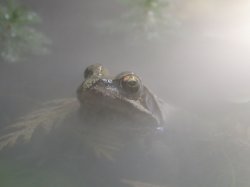 frog 1.jpg