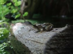 frog.jpg