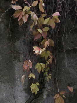IMG_8615.JPG