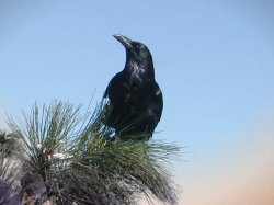 Raven-treetop.jpg