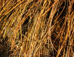 Can You See Me0001.jpg