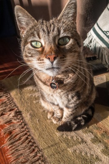 Mia in yo face HDR DNG.jpg