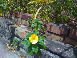 yellow-flower.JPG