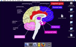 neuro.jpg