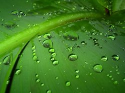 Water on Leaf slanted.jpg