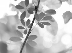 vplants8_012.jpg