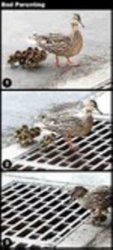 74792d1203982590-best-epic-fail-pics-ducklings_grate.jpg