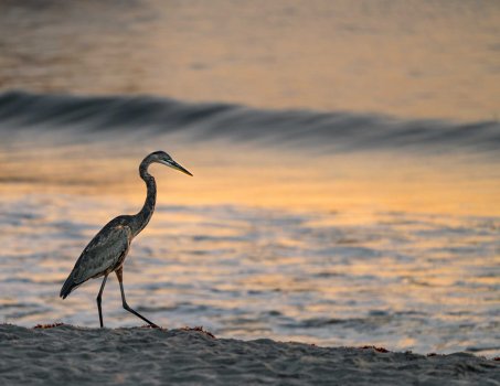 dawn-heron.jpg