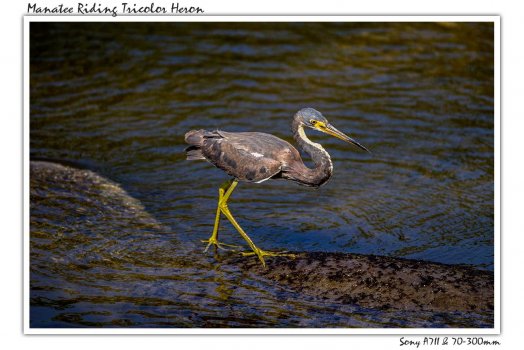 surfer-bird.jpg
