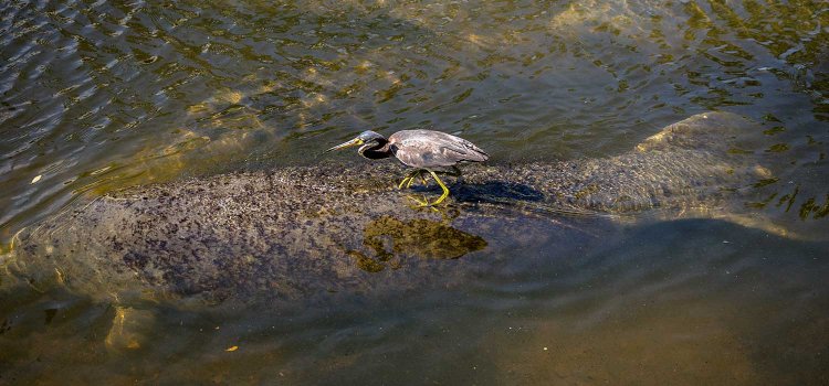 surfer-bird-2.jpg