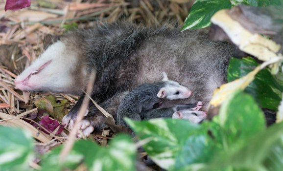 possum-8.jpg