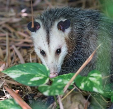 possum-3.jpg