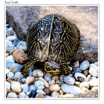 yard-turtle.jpg