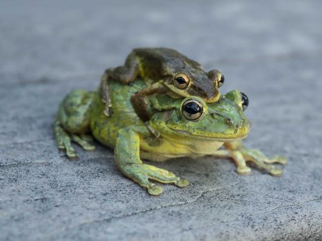 frog-duo.jpg