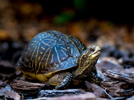 box-turtle-cutie-2.jpg