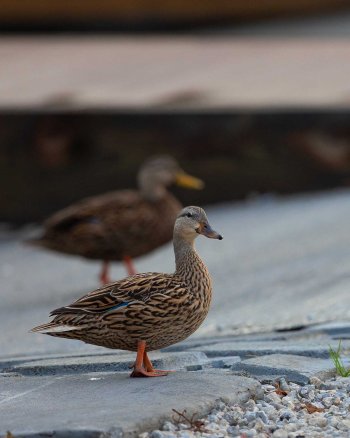 7D4A0658.jpg