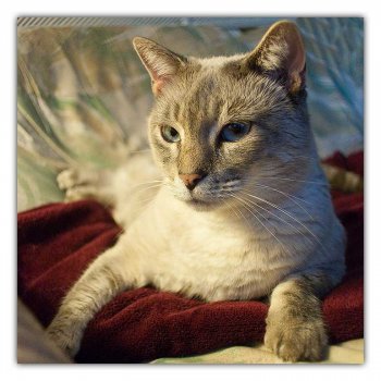 nala-couch2.jpg