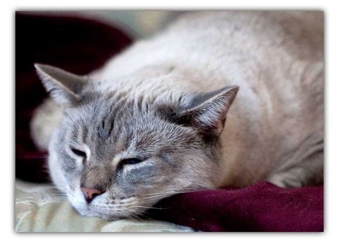 nala-couch4.jpg