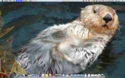otter.jpg