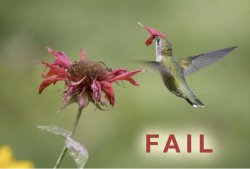 hummingfail.jpg