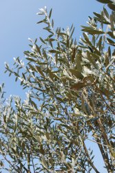 olive tree.jpg