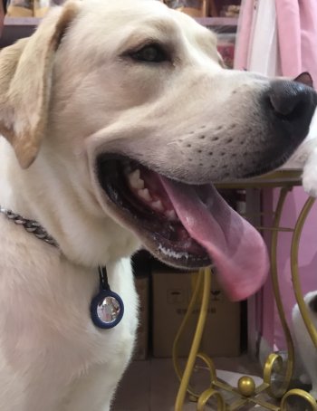 Yizieco Airtag collar.jpg