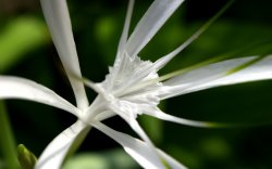 Wflower1680x1050.jpg