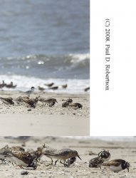 shorebirds-inset.jpg