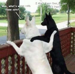 2dogs.JPG