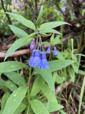 IMG_0286.jpeg