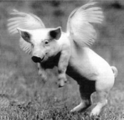 flying_pig.jpg
