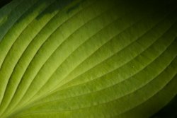 Green Dark Light.jpg