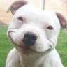 showardcooper