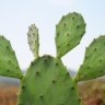 cactus3333