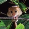 Dormouse