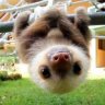 Salty_Dog