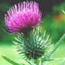 Thistle7