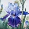 iris-colette