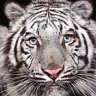 tigerboy007