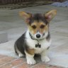Jake de Corgi