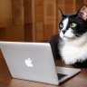 Gato_Enmanuel