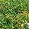 daisyfield