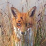 cpufox