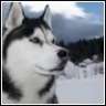 SnowHusky